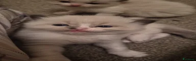 Ragdoll Kitten 2