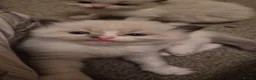 Ragdoll cats for sale:  TICA Quality Beautiful ragdoll kittens 😻🌟 - Advert 27