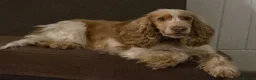 Cocker Spaniel dogs for sale: Adorable Trained KC Cocker Spaniel  - Advert 2