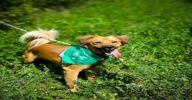 Mixed Breed dogs - Advert 13