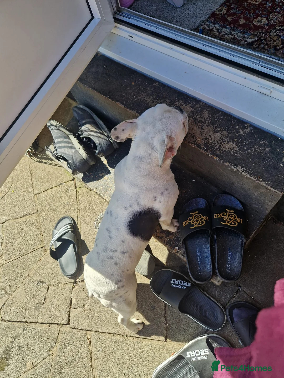 French Bulldog dogs for sale: Beautiful french buldog - Advert 7