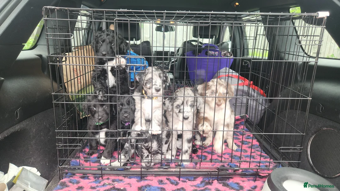 Bordoodle dogs for sale: 🌙☀️Waiting List Open🌙☀️ - Advert 15