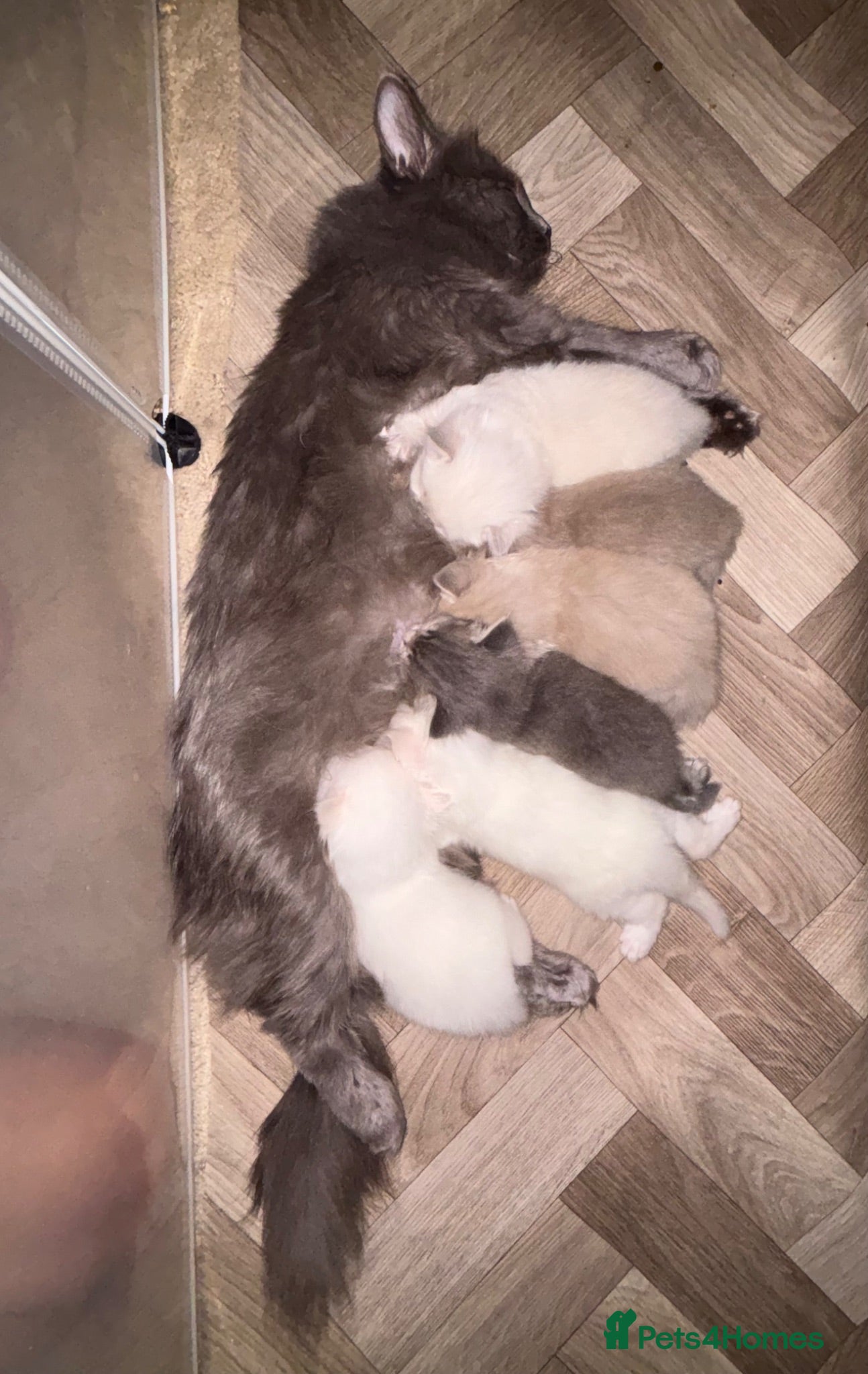 Ragdoll cats LITTER OF TRADITIONAL, MINK AND SOLID RAGDOLLS - Advert 1