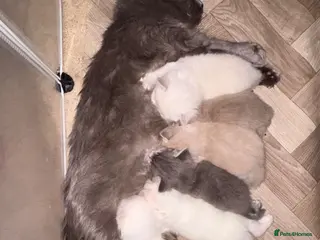 Ragdoll cats LITTER OF TRADITIONAL, MINK AND SOLID RAGDOLLS - Advert 3