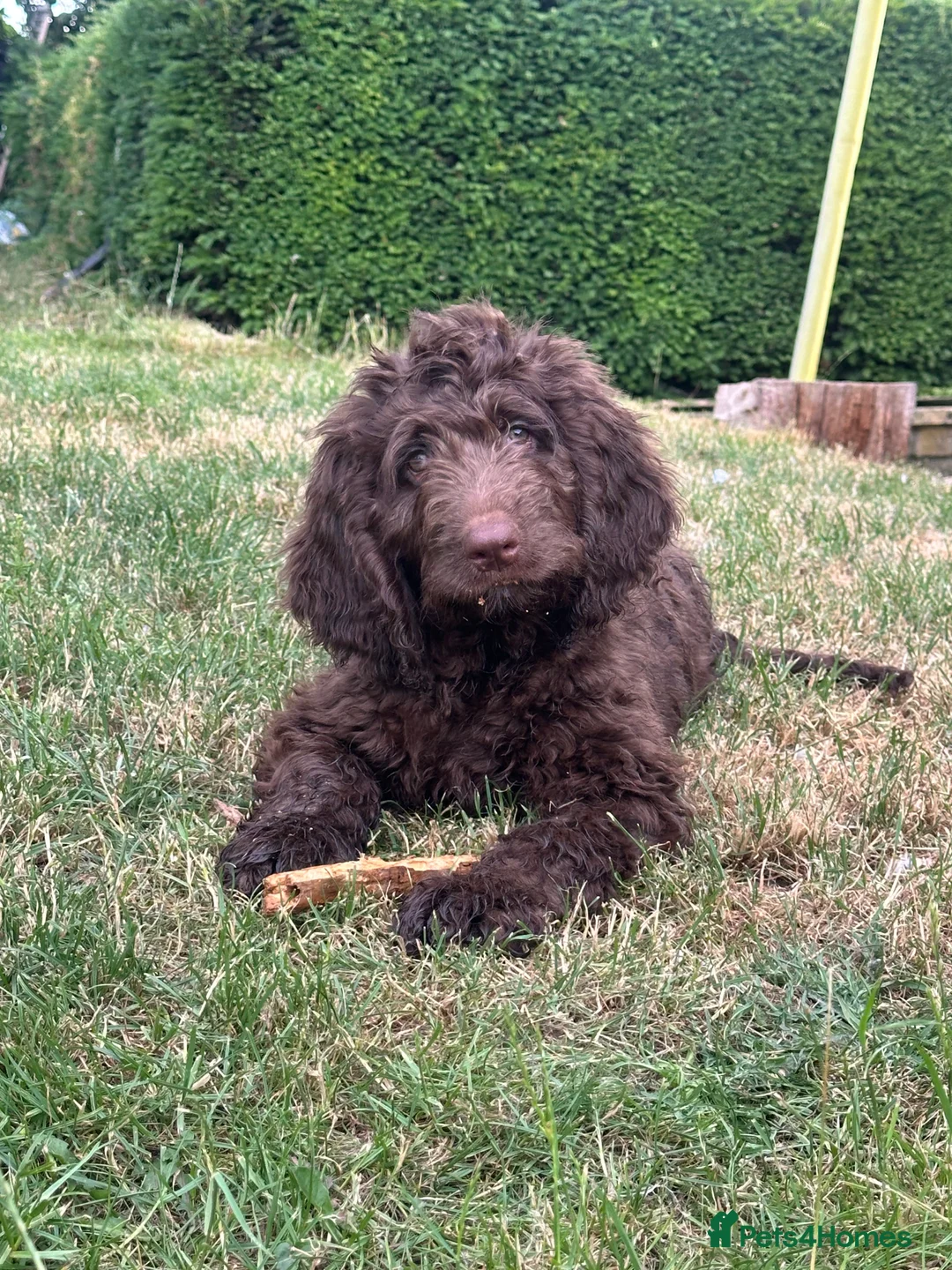 Saint Berdoodle dogs for sale: Premium St Berdoodle Puppies  - Advert 1