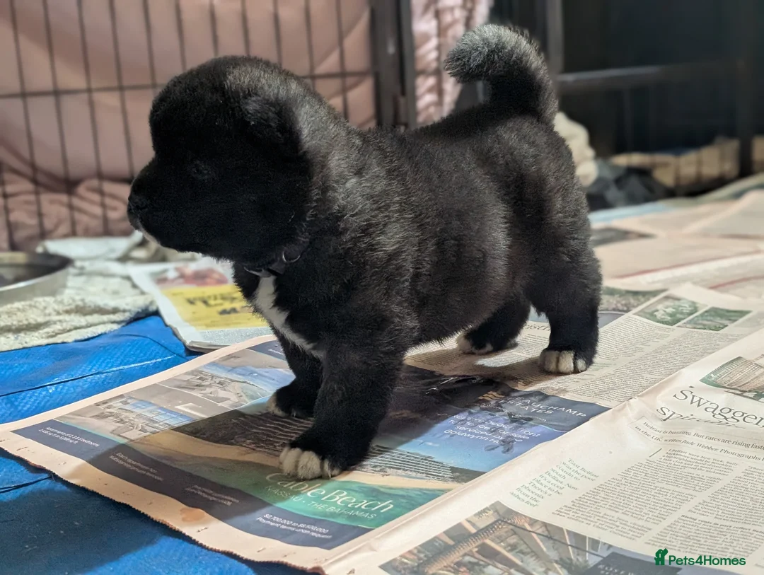 Akita dogs for sale: European Champions Bloodline American Akita's  - Advert 22