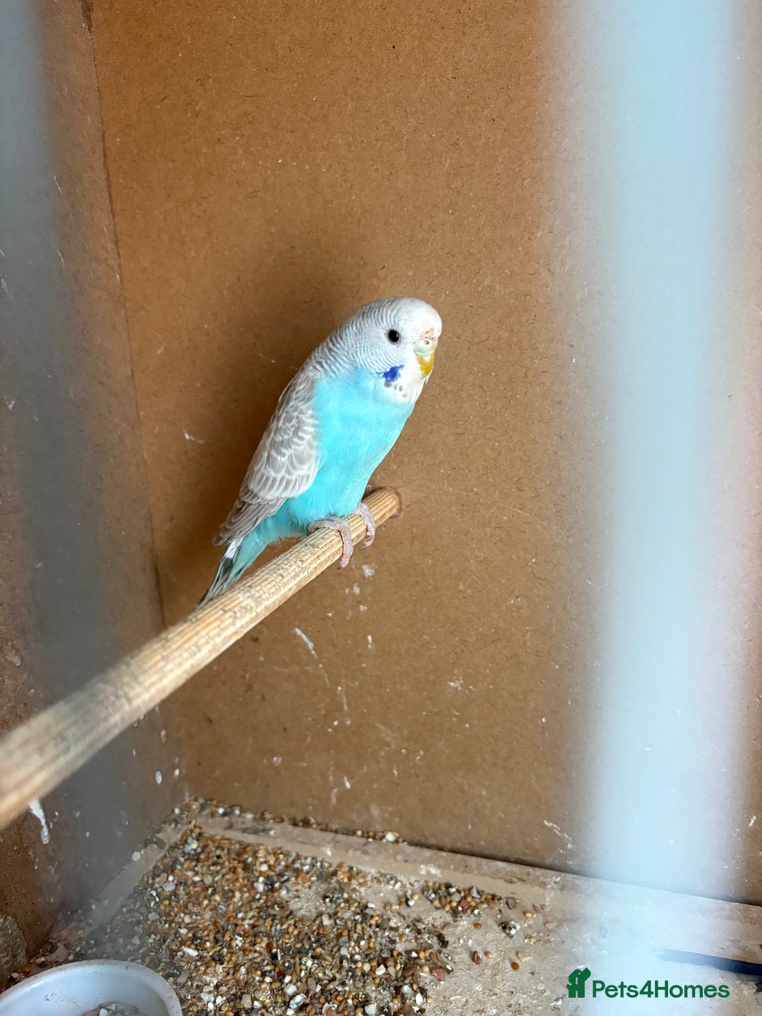 Budgerigars birds for sale: Beautiful baby Budgies - Image 4