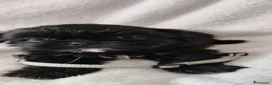 Shih Tzu 6