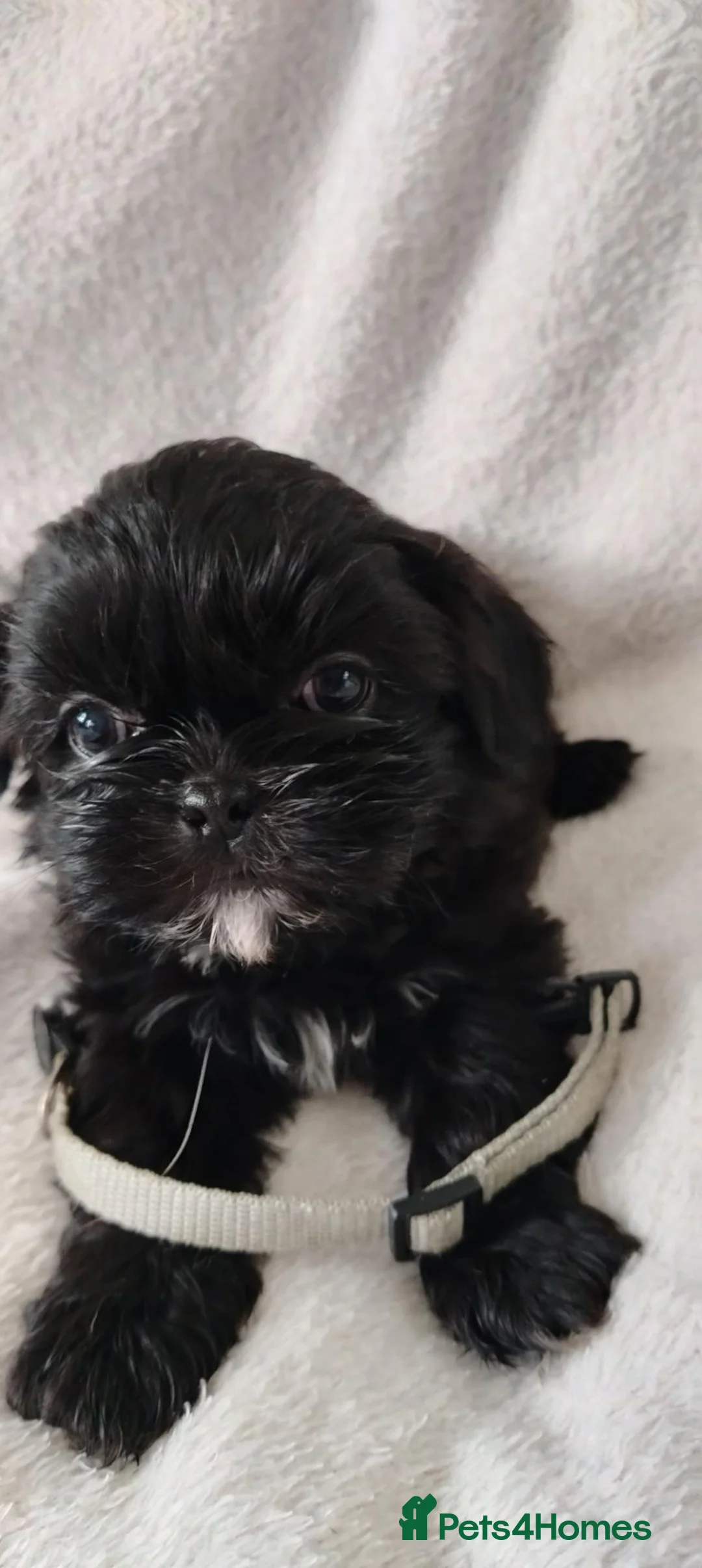 Shih Tzu dogs for sale: Shiz tzu pups - Advert 24