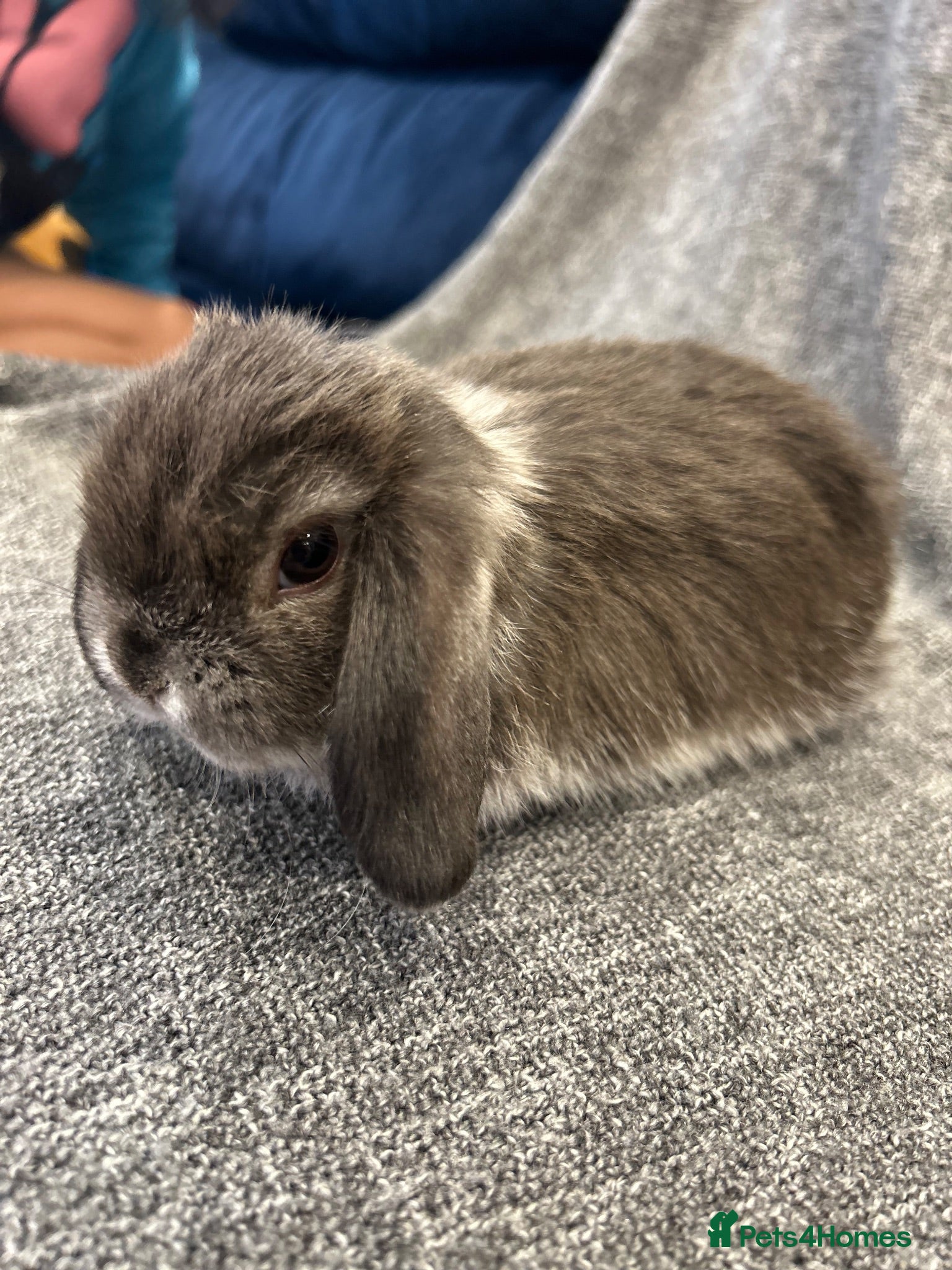 Mini Lop rabbits 🐰 cute mini lops 🐰 - Advert 1
