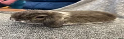 Mini Lop rabbits for sale: 🐰 cute mini lops 🐰 - Advert 6