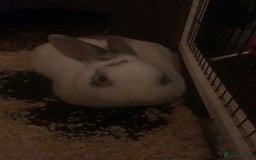 Netherland Dwarf rabbits for sale: Rabbit for sale (comes with his cage)  - Image 2