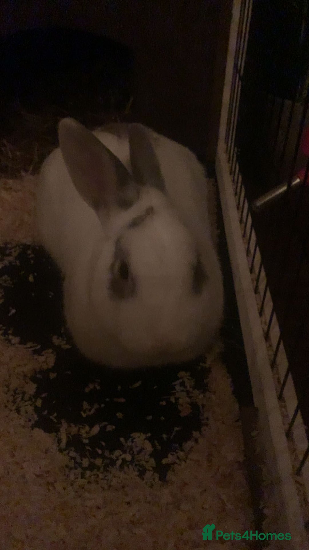 Netherland Dwarf rabbits for sale: Rabbit for sale (comes with his cage)  - Image 2