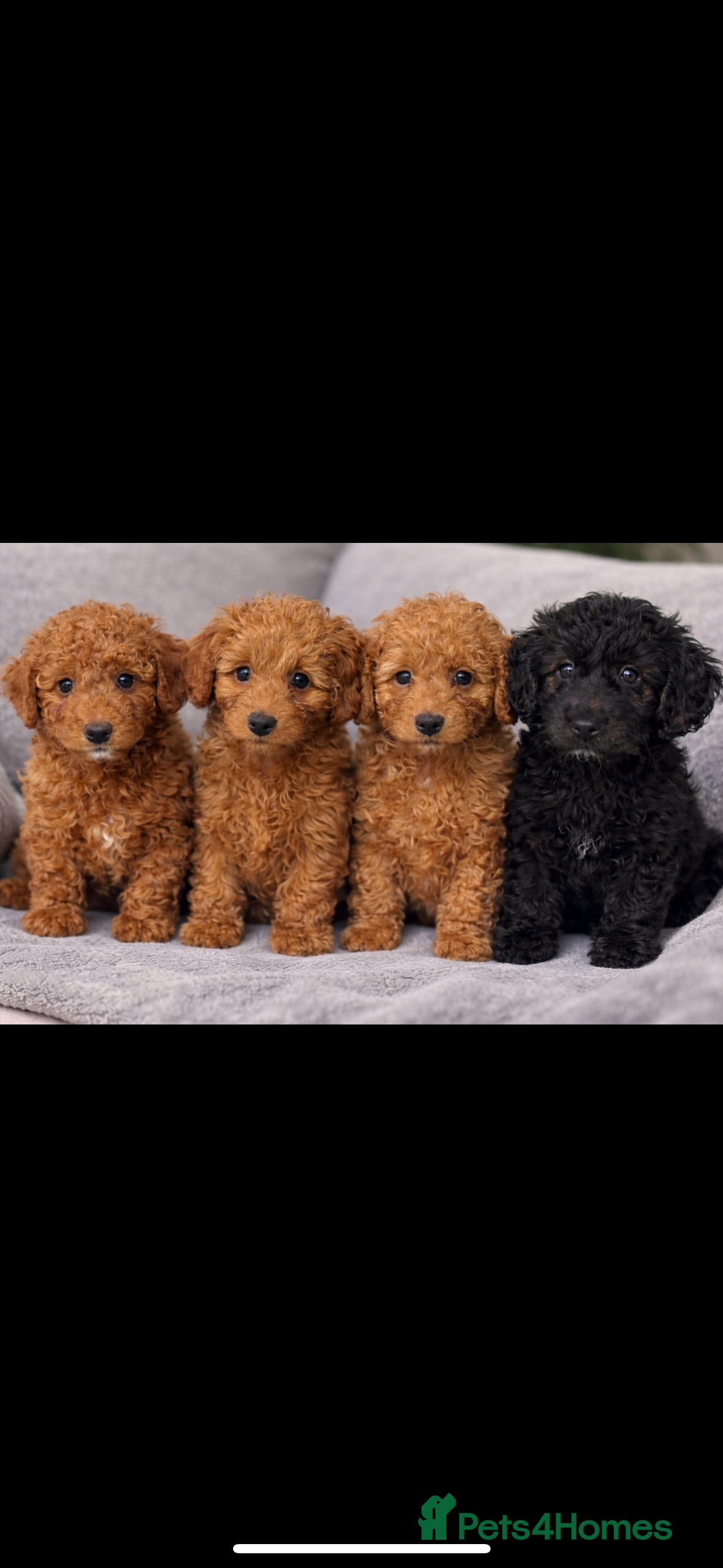 Doxiepoo dogs Stunning F1b toy poodles  in Ruislip - Advert 1