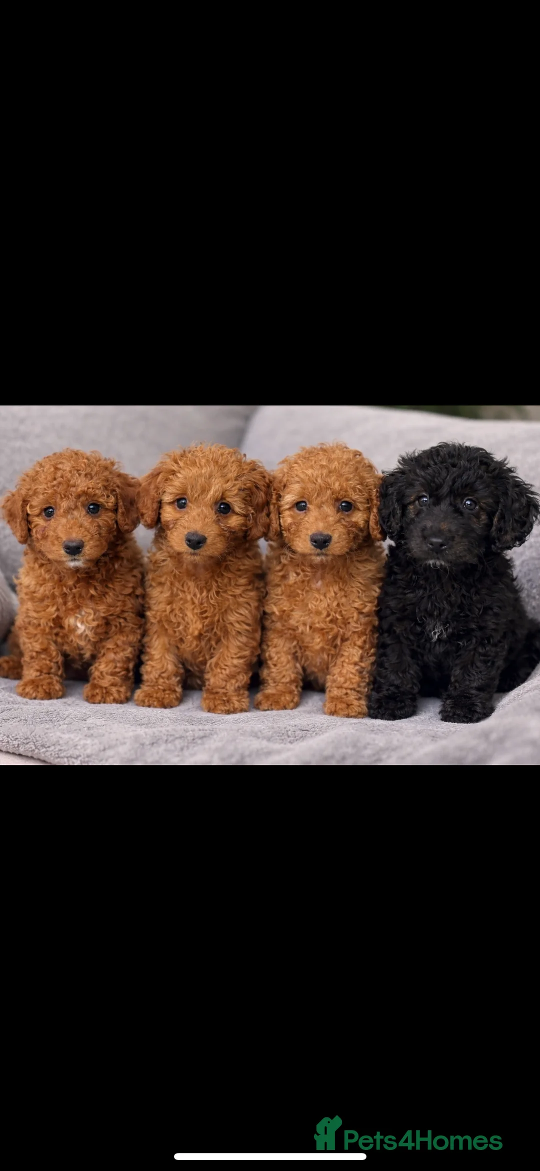 Doxiepoo dogs for sale: READY TO GO IN 4 DAYS!! Stunning F1b toy poodles  - Advert 1