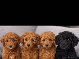 Doxiepoo dogs Stunning F1b toy poodles in Ruislip - Advert 1