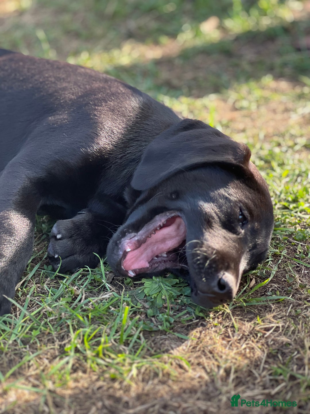 Labrador Retriever dogs for sale: 🐾Ready Now🐾Black Male FTCH Pedigree Forward Pups - Image 9
