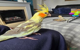 Cockatiels birds for sale: Handreared Cockatiels - Image 4