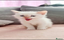 Mixed Breed cats for sale: Beautiful kittens 🐾 - Image 7