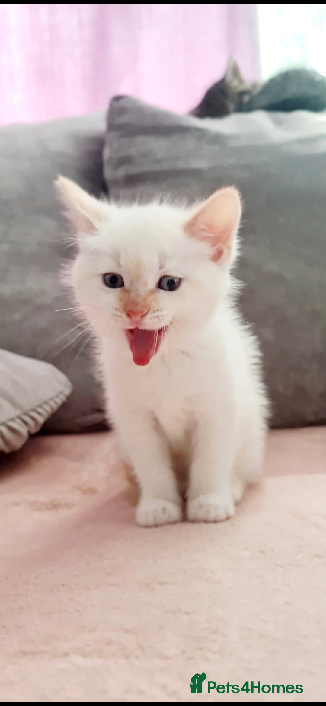 Mixed Breed cats for sale: Beautiful kittens 🐾 - Image 7