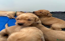 Labrador Retriever dogs for sale: Family/Working bred KC Labradors - Image 9