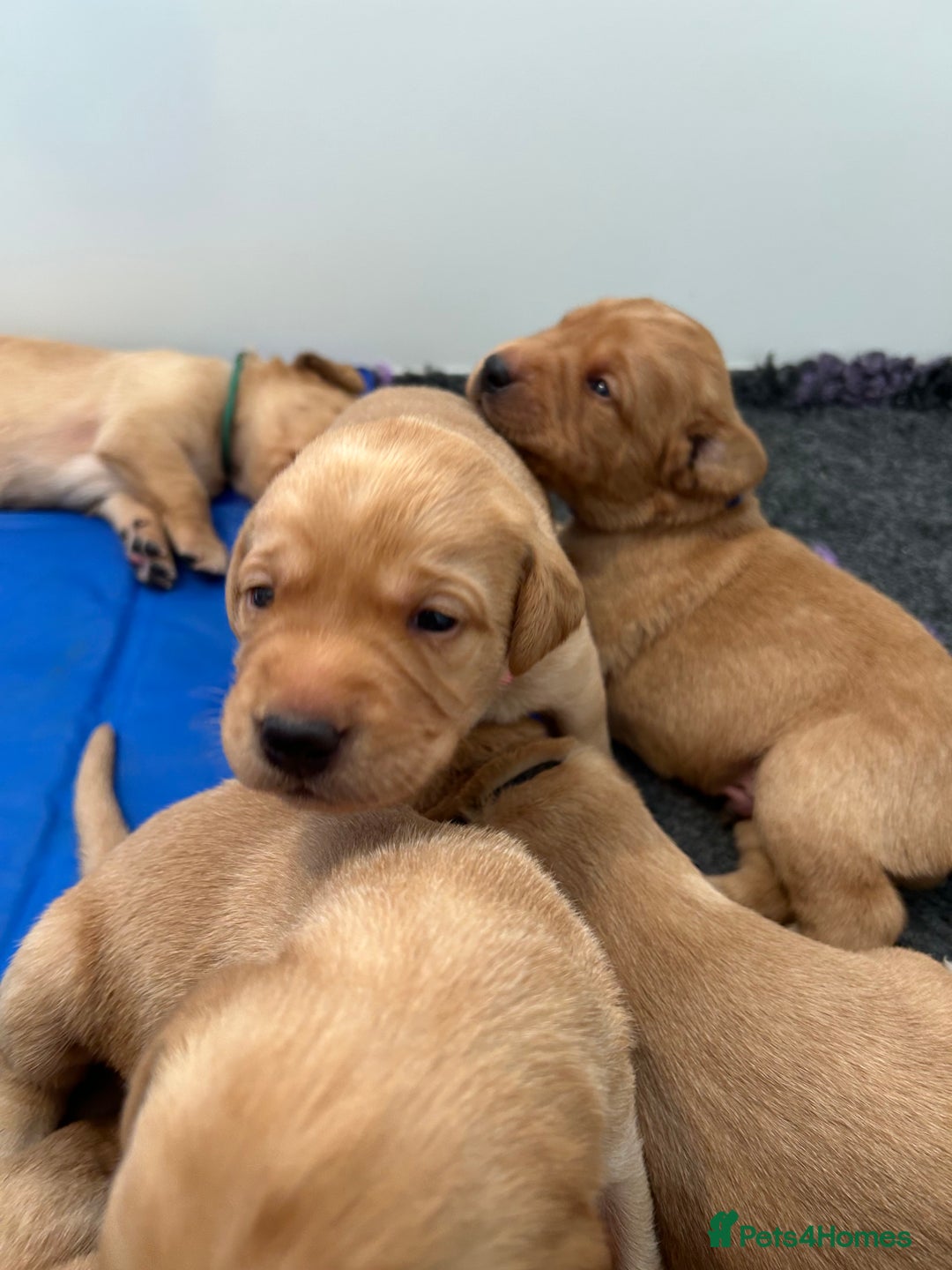 Labrador Retriever dogs for sale: Family/Working bred KC Labradors - Image 9
