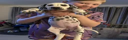 Dalmatian dogs for sale: KCREGISTERED DALMATIAN PUPPIES READY TO LEAVE TUES - Advert 6