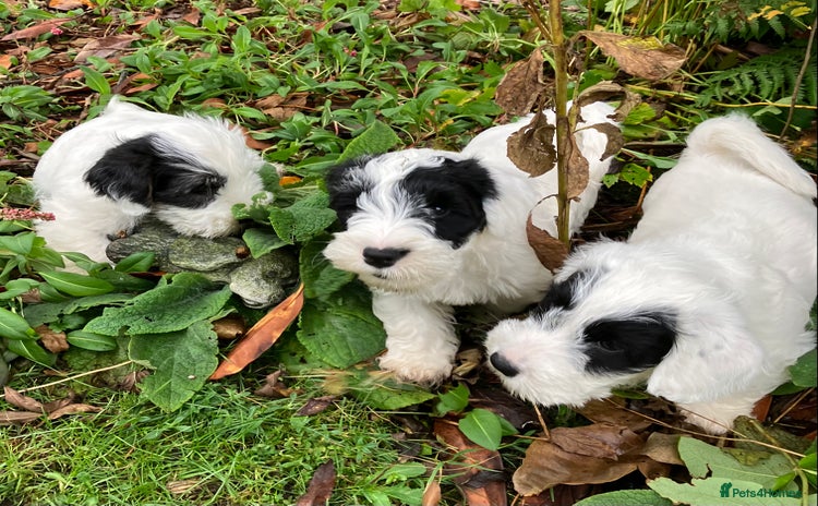 Sealyham Terrier dogs - Advert 1