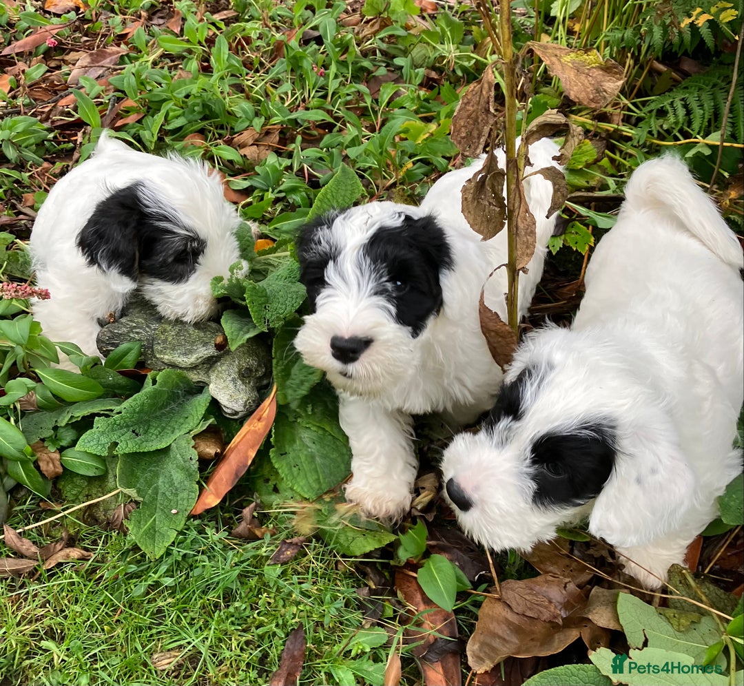 Quality KC registered Sealyham Terrier Pups for sale in Bishop