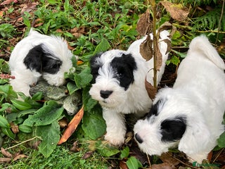 Sealyham Terrier dogs - Advert 11