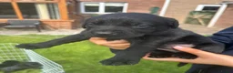 Labrador Retriever dogs for sale: Black and Golden Labrador Puppies - Advert 3