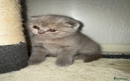 Scottish Fold cats for sale: 3 Adorable Scottish Fold Kittens🩷💙🩷 - Image 13