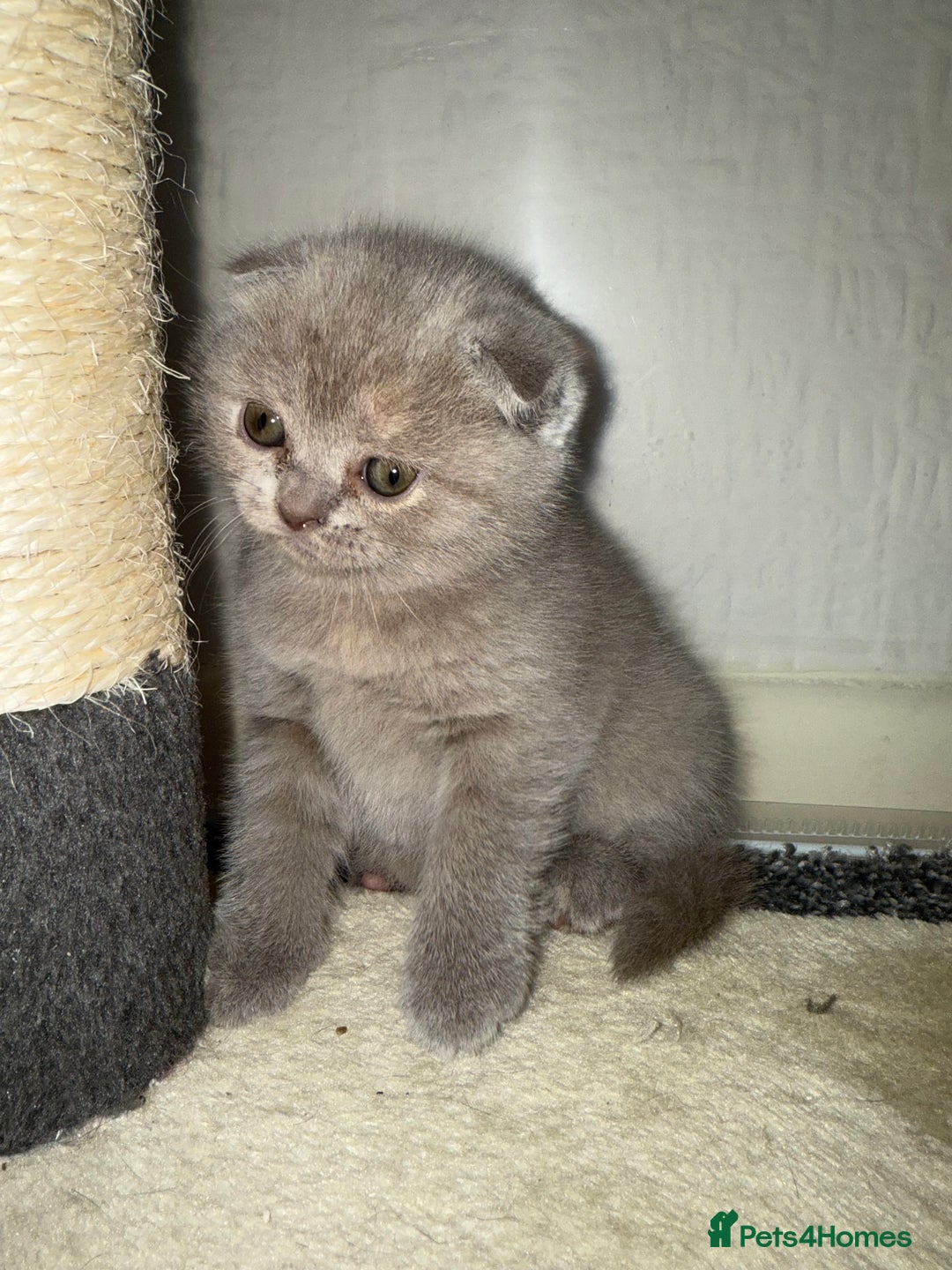 Scottish Fold cats for sale: 3 Adorable Scottish Fold Kittens🩷💙🩷 - Image 13