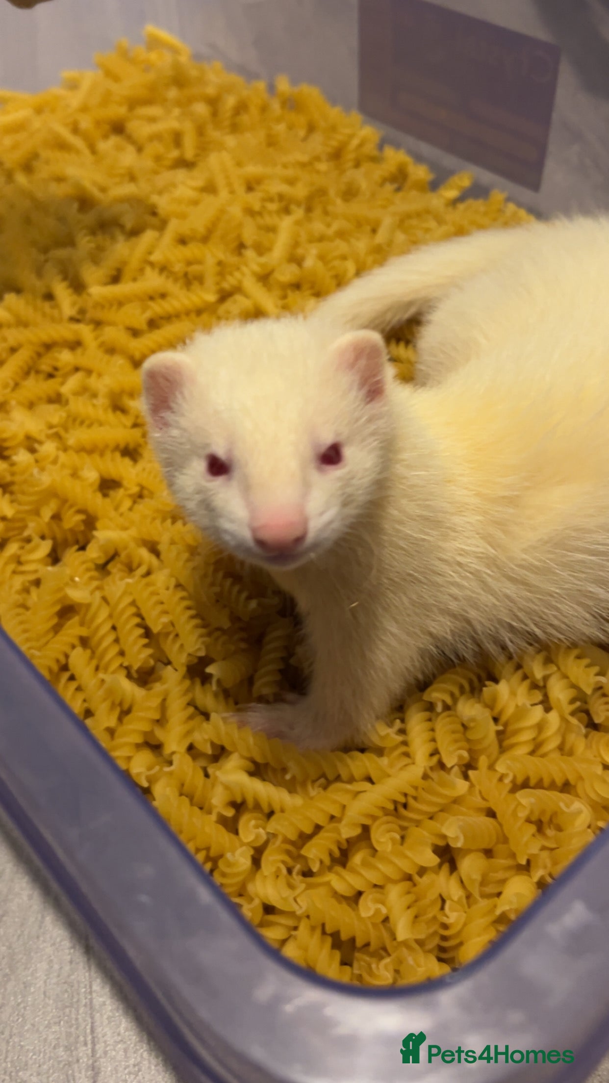 Ferret rodents 19-week old albino ferret - Advert 9