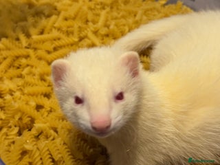 Ferret rodents 19-week old albino ferret - Advert 4