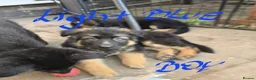 German Shepherd dogs for sale: 9 beautiful german shepards looking for a home - Advert 22