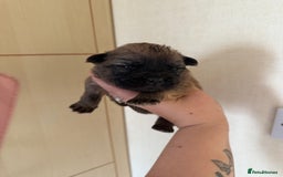 Mixed Breed dogs for sale: German shepherd cross chow chow/French bulldog  - Image 20
