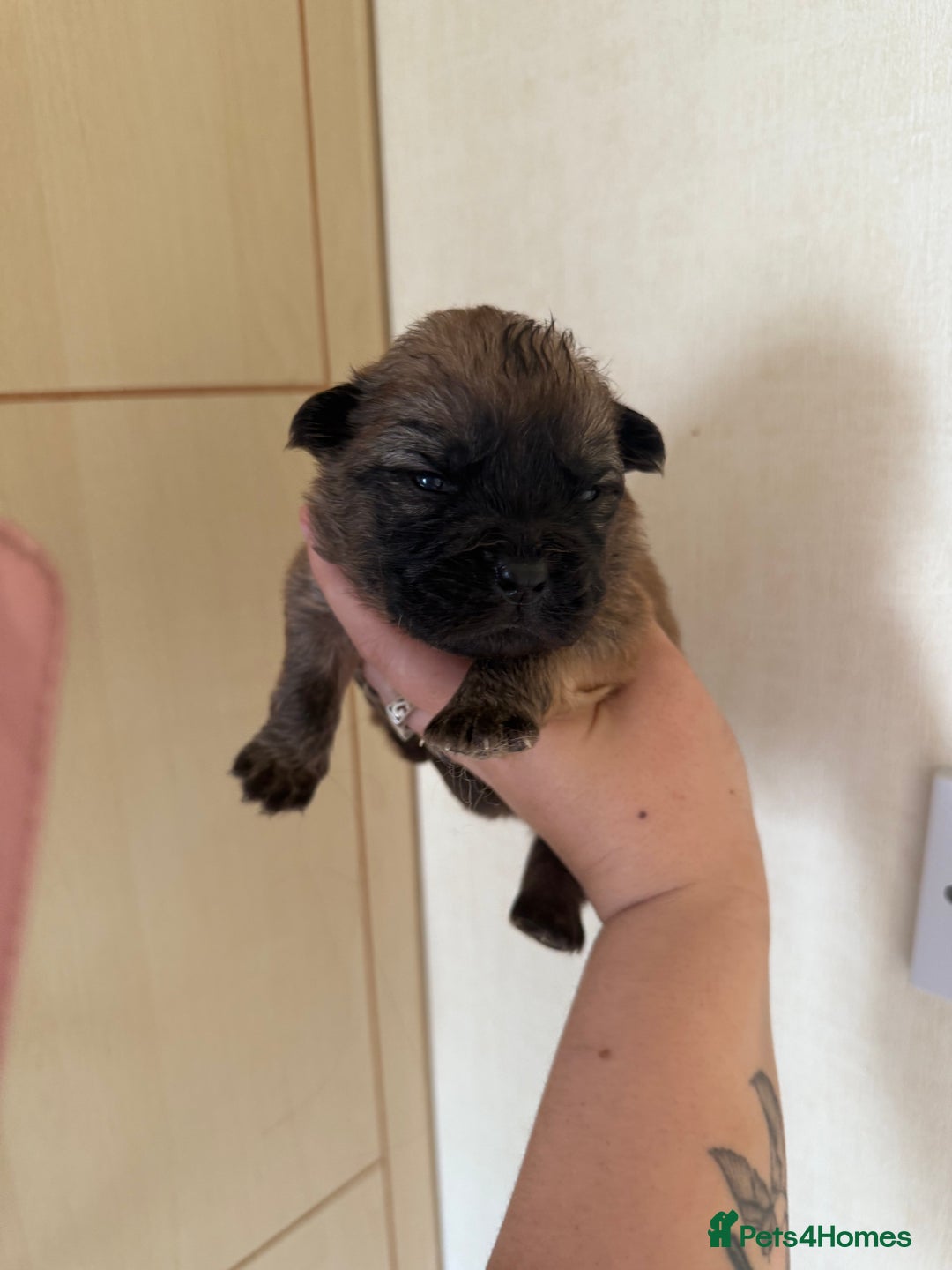 Mixed Breed dogs for sale: German shepherd cross chow chow/French bulldog  - Image 20
