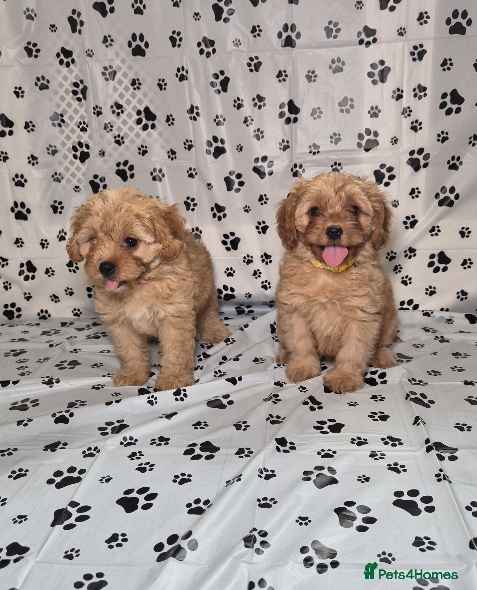 Cavapoo dogs Dna Health Tested F1 Cavapoo puppies - Advert 10