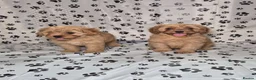 Cavapoo dogs for sale: Dna Health Tested F1 Cavapoo puppies - Advert 4