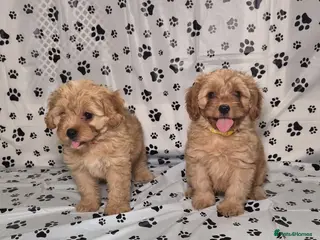 Cavapoo dogs Dna Health Tested F1 Cavapoo puppies - Advert 1