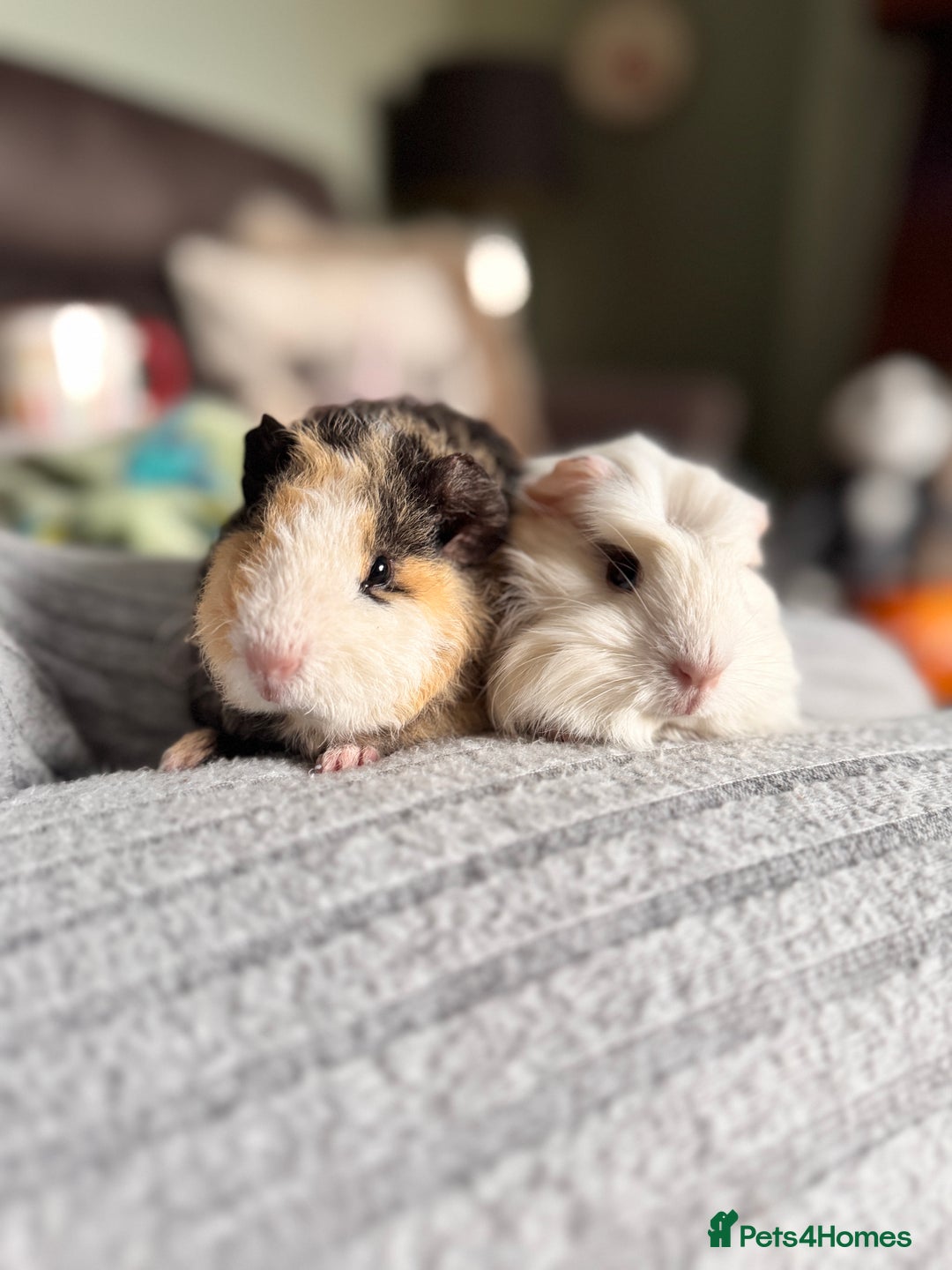 Guinea Pig rodents for sale: Two male guinea pigs with cage and accessories  - Advert 3