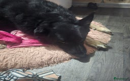 Mixed Breed dogs for sale: German shepherd  and rottweiler for sale  - Image 2
