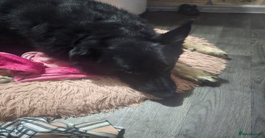 Mixed Breed dogs - Advert 13