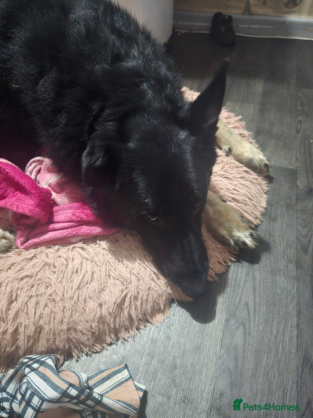 Mixed Breed dogs for sale: German shepherd  and rottweiler for sale  - Image 2