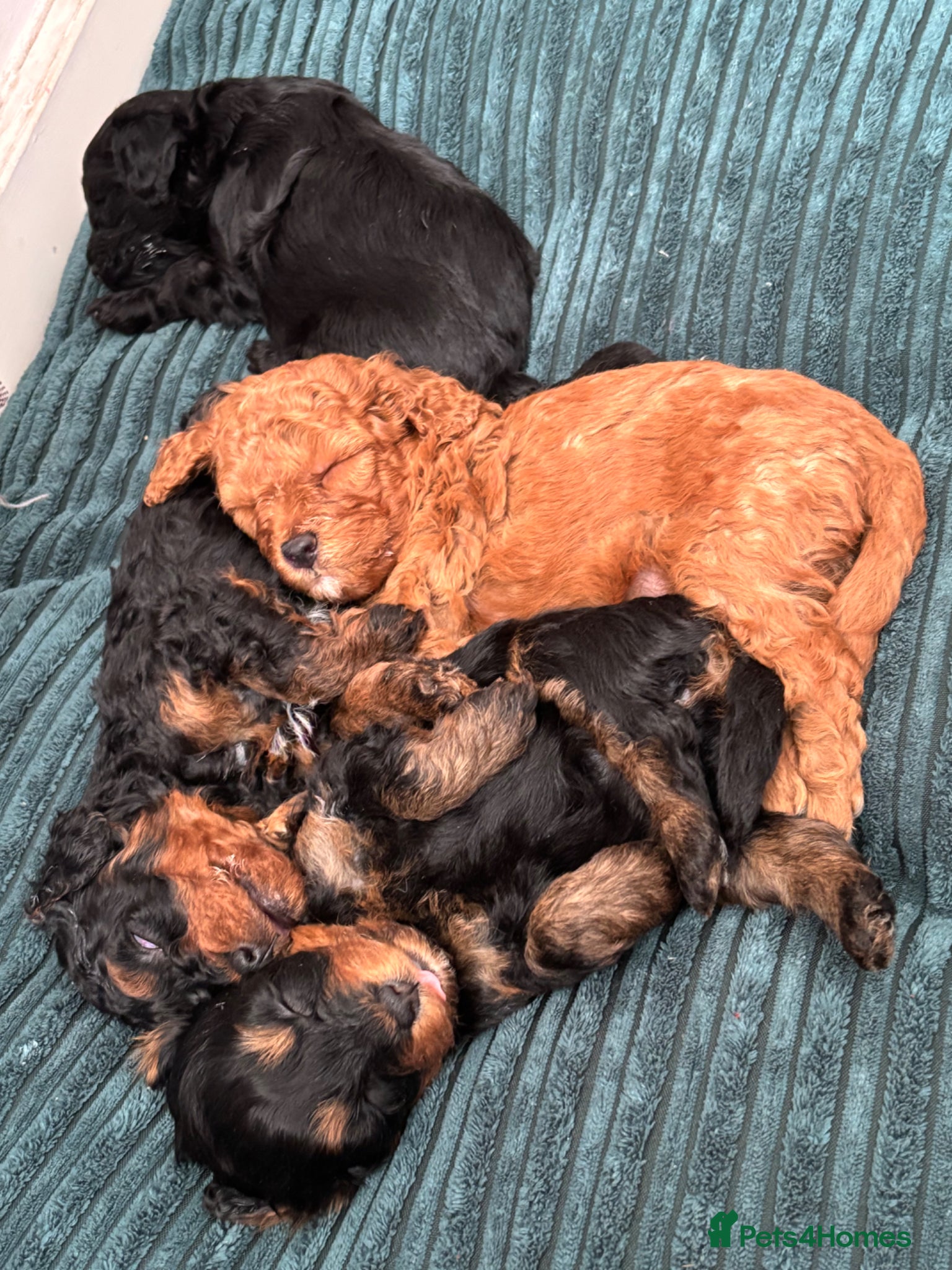 Cavapoochon dogs F1B Cavapoochon (Toy Poodle) - Advert 1