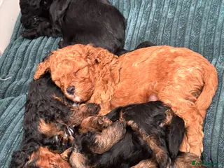 Cavapoochon dogs F1B Cavapoochon (Toy Poodle) - Advert 1