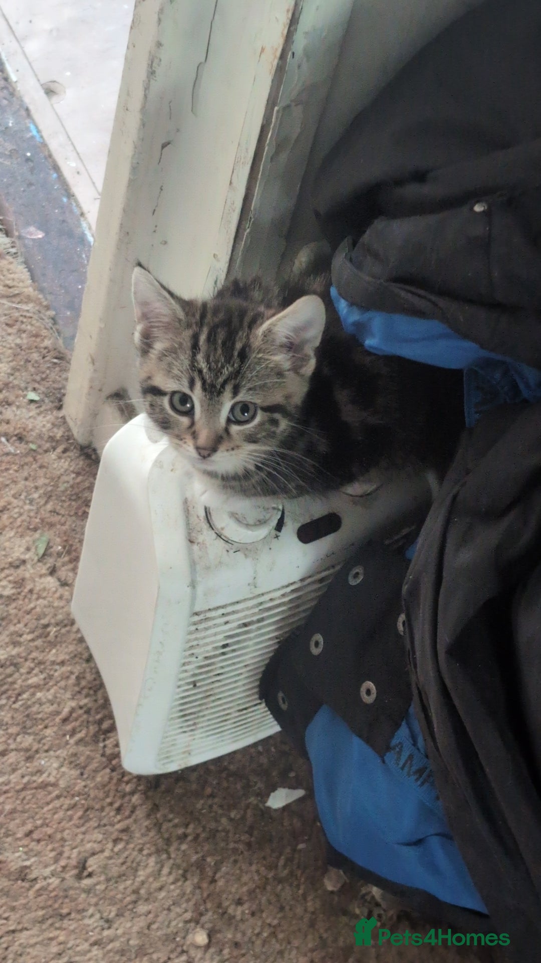Mixed Breed cats for sale: Mixed bread female kittens  - Image 4