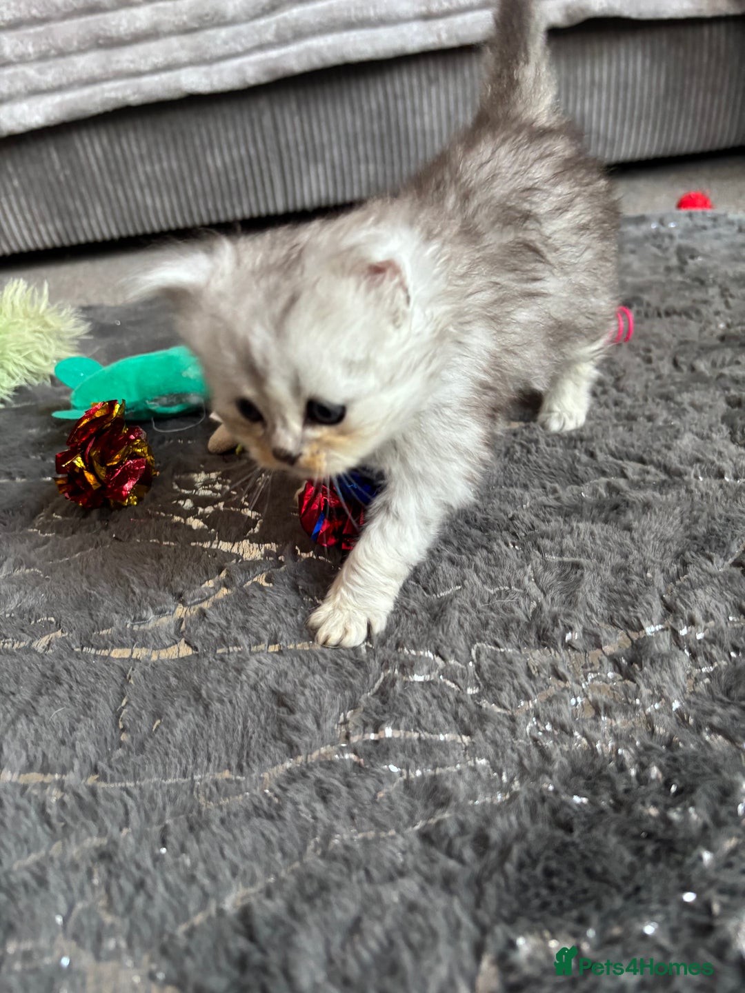 Maine Coon cats for sale: Maincoon / Persian babies looking for laps  - Advert 21