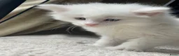 Maine Coon cats for sale: Maine Coon boy - Advert 12
